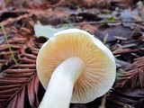 Alboleptonia adnatifolia image