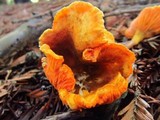 Hygrophoropsis aurantiaca image
