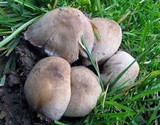 Coprinopsis romagnesiana image