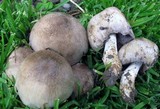 Coprinopsis romagnesiana image