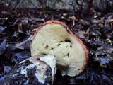 Leccinum manzanitae image