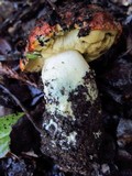 Leccinum manzanitae image