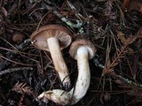 Tricholoma imbricatum image