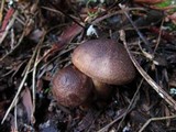 Tricholoma imbricatum image