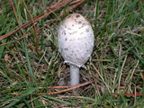 Coprinus calyptratus image