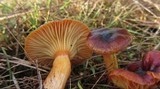 Hygrophorus hypothejus image