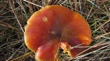 Hygrophorus hypothejus image