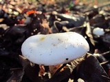 Hygrophorus eburneus image