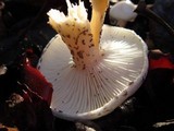 Hygrophorus eburneus image