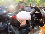 Hygrophorus eburneus image