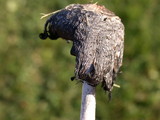 Coprinus calyptratus image