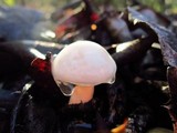 Hygrophorus eburneus image