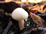 Hygrophorus eburneus image