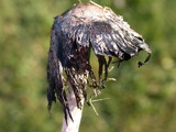 Coprinus calyptratus image