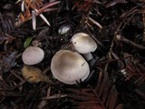 Tricholoma saponaceum image
