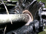 Coprinus calyptratus image