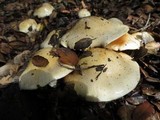 Cortinarius albofragrans image