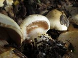 Cortinarius albofragrans image