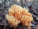 Ramaria formosa image