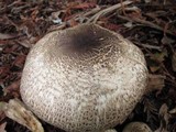 Agaricus moelleri image