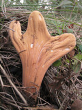 Clavariadelphus occidentalis image