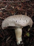 Agaricus moelleri image