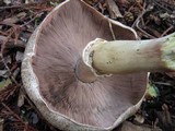 Agaricus moelleri image