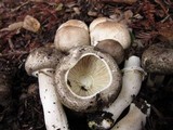 Agaricus moelleri image