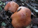 Cortinarius laniger image