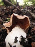 Cortinarius laniger image