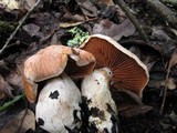 Cortinarius laniger image