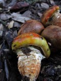 Tricholoma focale image
