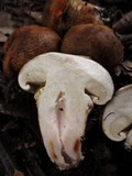 Tricholoma focale image