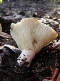Russula delica image