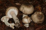 Agaricus moelleri image