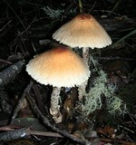 Lepiota magnispora image