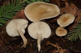 Clitocybe fragrans image