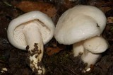 Hygrophorus eburneus image