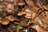 Mycena californiensis image