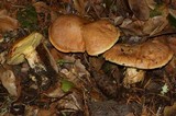 Suillus caerulescens image
