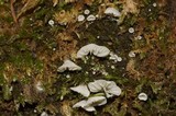 Rimbachia bryophila image