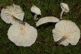 Hemimycena candida image