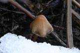 Psilocybe pelliculosa image