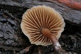 Psilocybe pelliculosa image