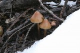 Psilocybe pelliculosa image
