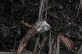 Psilocybe pelliculosa image