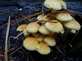 Hypholoma capnoides image