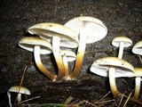 Hypholoma capnoides image