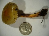 Hypholoma capnoides image