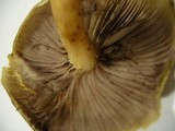 Hypholoma capnoides image